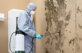  Wrightwood, CA Mold Removal Pros